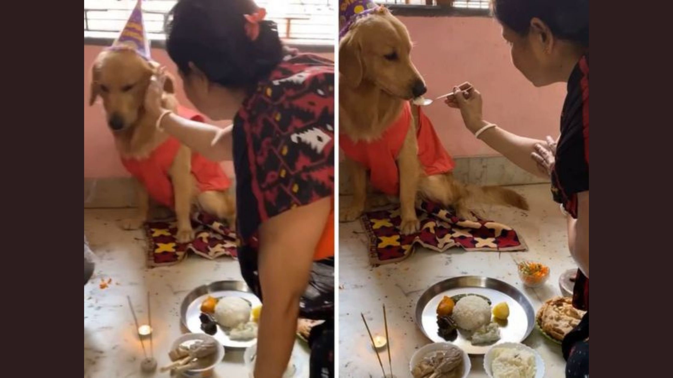 ‘Gogo’ the pet gets a wholesome birthday party