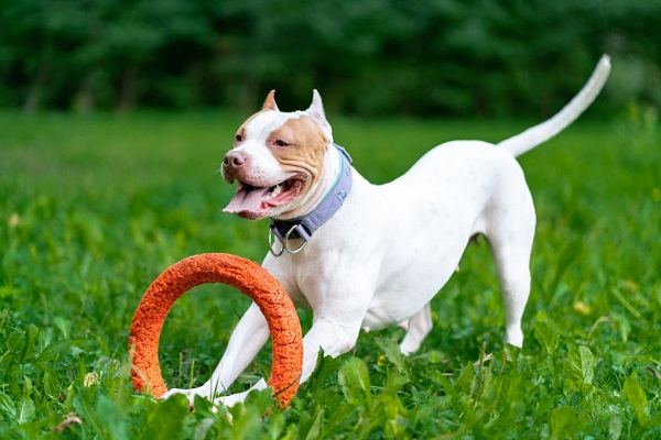 11 Common Misconceptions About Pit bulls
