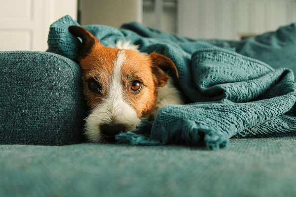 11 Reasons Behind Your Dog’s Shivering