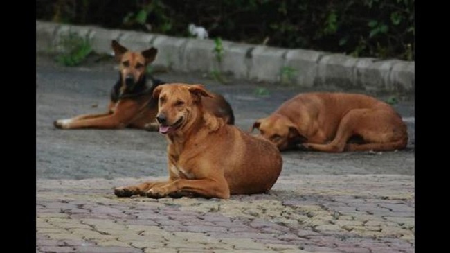 13 Dog Bite Cases Reported In 3 hours In Mumbra, Maharashtra