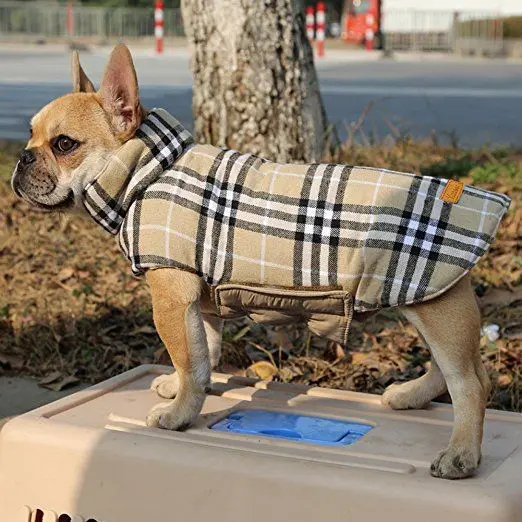 How To Choose The Best Winter Jacket For Your Dog? | DogExpress