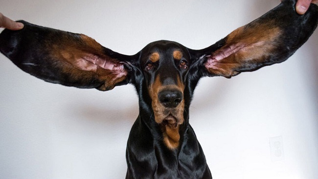 A Coonhound from Oregon Breaks Guinness World Record For Long Ears