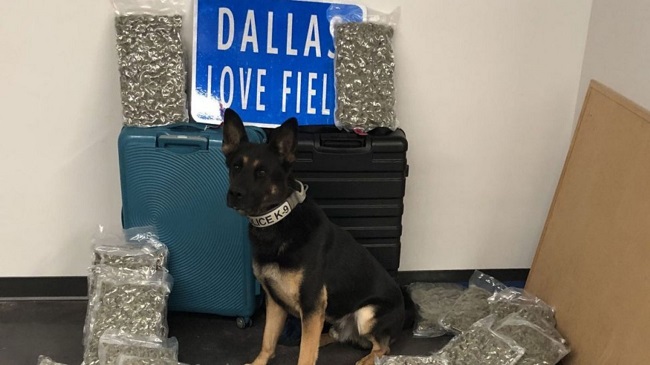 A Dallas Police Dog Sniffs Out 42 Pounds Of Marijuana In Luggage