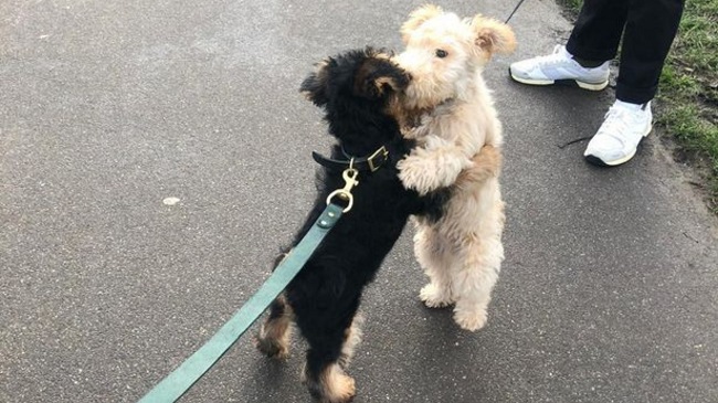 Adorable Puppy Loves To Hug Fellow Dogs On his Walks in London