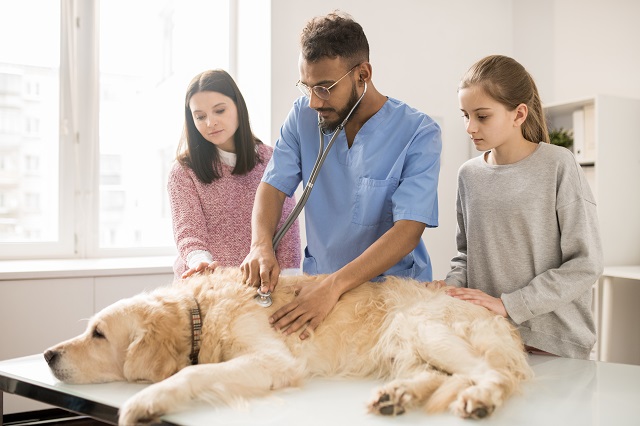 Medical care of dog