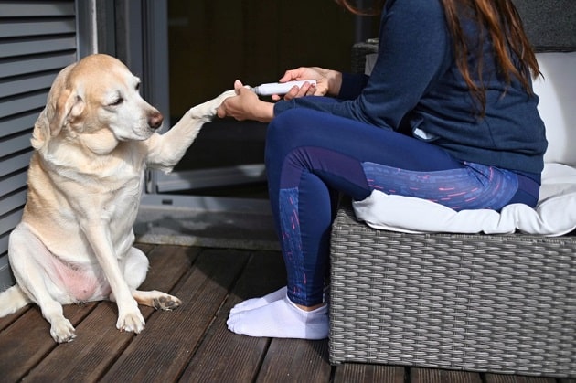How Can I Trim My Dog's Nails At Home? - DogExpress
