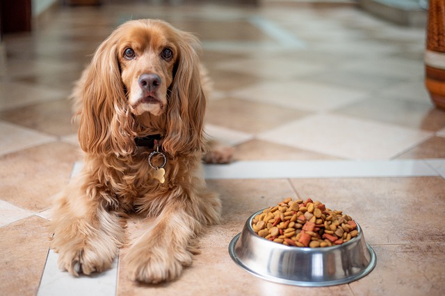 How To Buy The Right Senior Dog Food According To Veterinarians