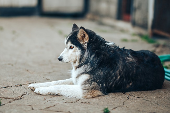 Ways to Help Your Senior Dog Feel Young Again