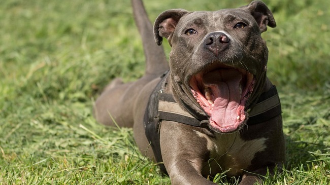 Lawsuit Claims Cesar Millan’s Pit Bull Allegedly killed Queen Latifah’s dog