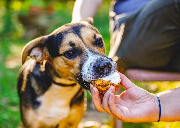 Most Common Food Allergens For Dogs