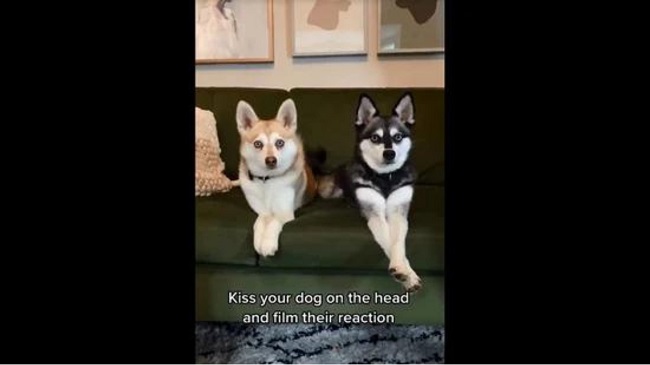 New Viral: Dog’s Funny Reaction On Kissing Its Sibling First