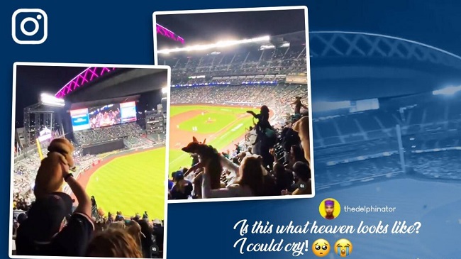 Pet dogs attending a baseball game in Washington melts hearts online