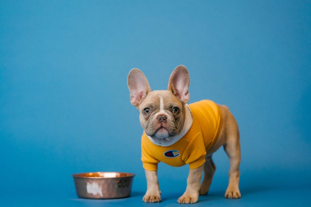 dog diet bulldog