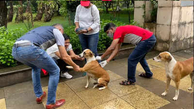 300 local community dogs were vaccinated in Malad, Mumbai