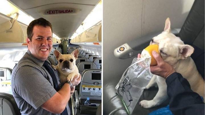 Cabin Crew’s Quick Thinking Saves Dog’s Life