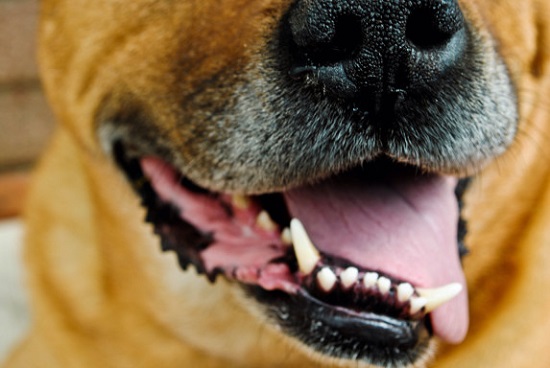 Causes of Periodontal Disease in Dogs