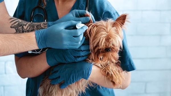 Dog Ear Infection - How to Identify, Treat, and Prevent