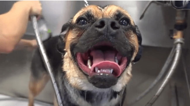 Dog's Hilarious Reaction When Fitted With A Recovery Cone Go viral