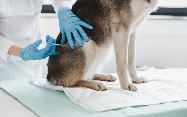 Everything You Must Know About Vaccinating Your Dog