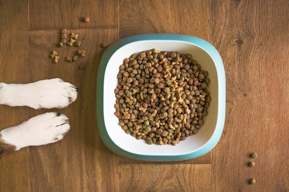 How Often Should You Feed Your Pet Dog