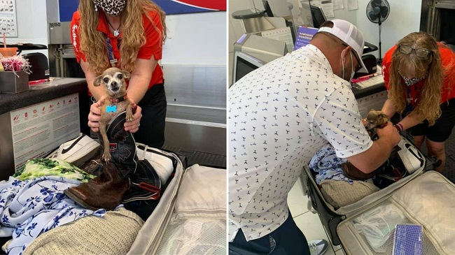 Pet Dog Snuck Into Couples Luggage Travelling To Vegas