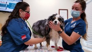 Regular veterinary visits