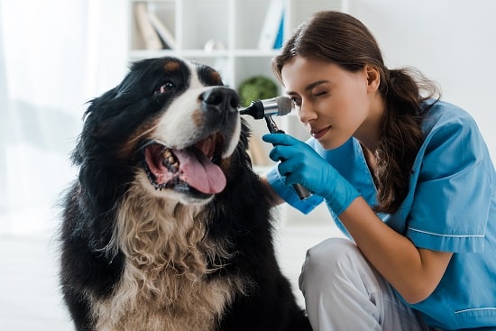 Symptoms associated with dog ear infections