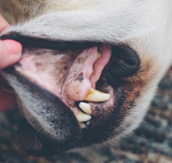 Symptoms of Periodontal Disease in Dogs