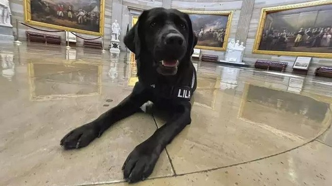 US Capitol Police Welcomes A Peer Support Dog Named Lila To The Squad