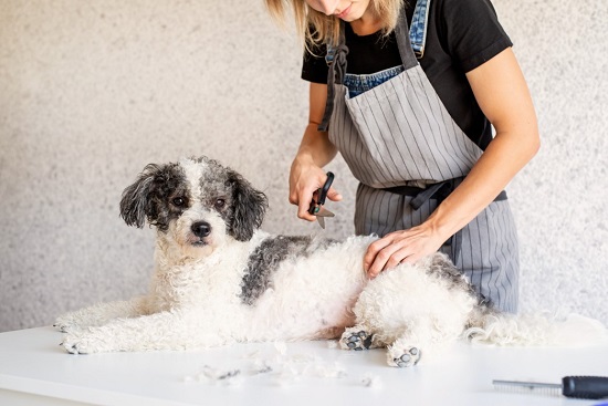 Ultimate Dog Grooming Tips
