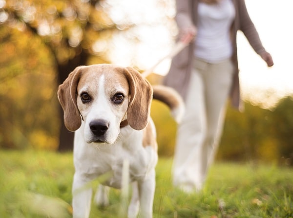 What Dog Walking Services Should You Choose In The US
