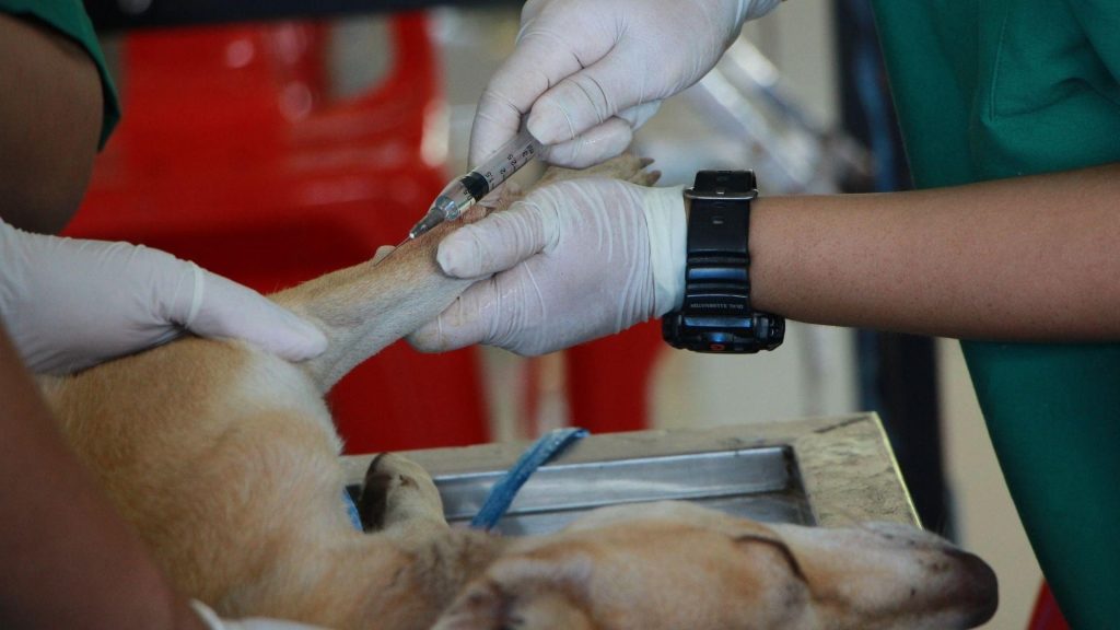 What Is Parvovirus Is It Dangerous For Your Dog