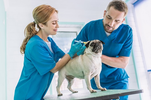 When should you start vaccinating your dog