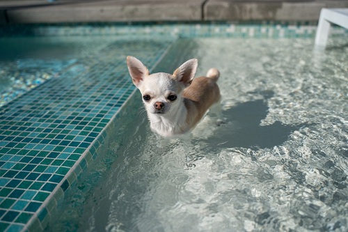 do you need to teach a dog to swim