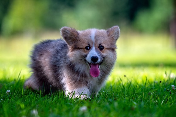 12 Small Dogs That Are Among The Cutest And Most Lovable Dog Breeds