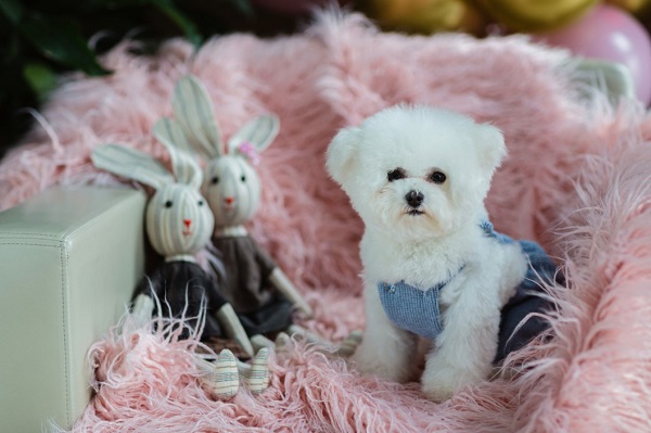 14 Small White Dog Breeds To Add To Your Family ASAP