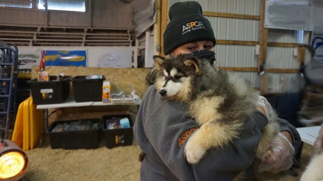 500 Dogs Rescued From An Iowa Breeder
