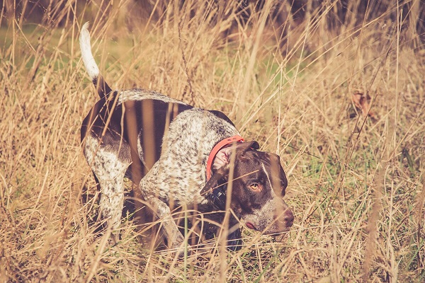 6 Hunting Dog Breeds That Excel As Pets Too