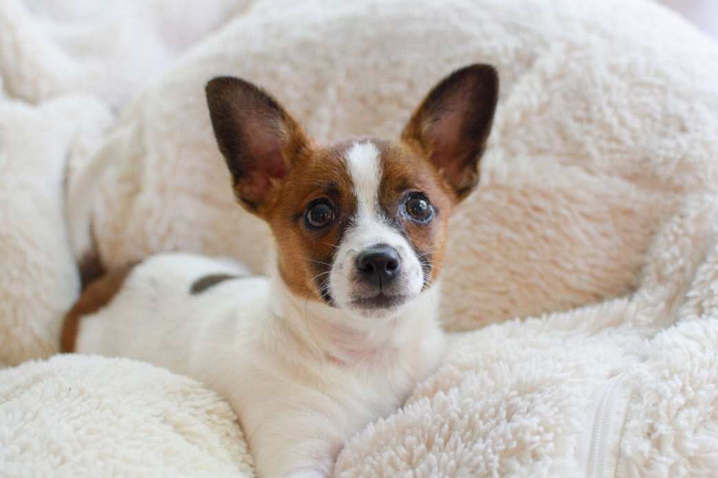 9 Best Teacup Dog Breeds for Dog Lovers