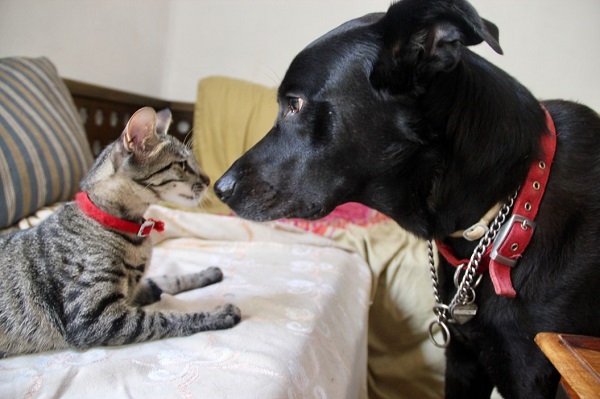 9 Most Surprising Things About Dogs And Cats You Should Know About
