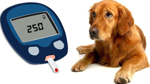 Diabetes in Dogs Symptoms Causes & Treatment