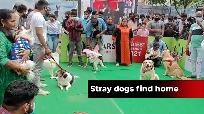 Dog Show Hosts Adoption Drive In Hyderabad For Stray Dogs