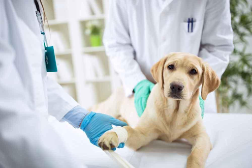 Essential first aid tips for pet emergencies