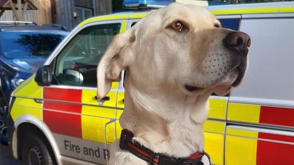 Essex Fire and Rescue Service Gets A New Search Dog Named Bailey
