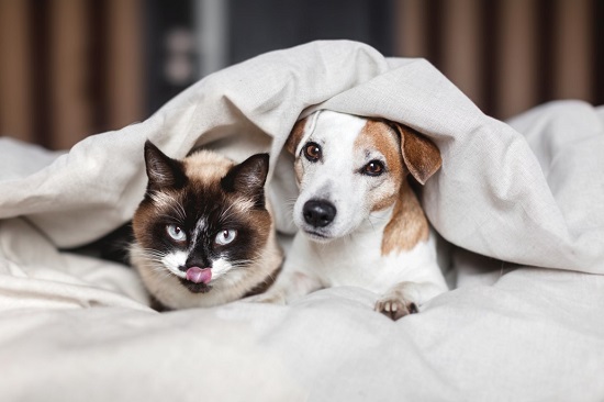 Facts About Dogs and Cats You Probably Didn't Know