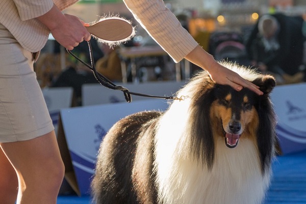 How Much Do Dog Owners Need To Spend For Sending Their Dogs To Dog Shows