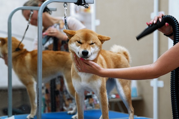 How Much Do You Need To Pay For Grooming A Dog