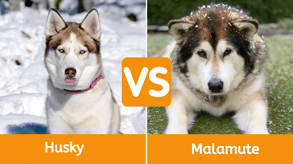 Husky vs. Malamute What’s the Difference