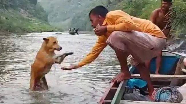 Pet Dog In Bangladesh Runs Beside Boat To Reach Its Human