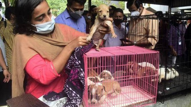 Street Dog Adoption Camp Organized By Kozhikode Corporation